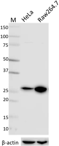 Biolegend Ultra-LEAF Purified anti-HMGB1, Quantity: Each of 1
