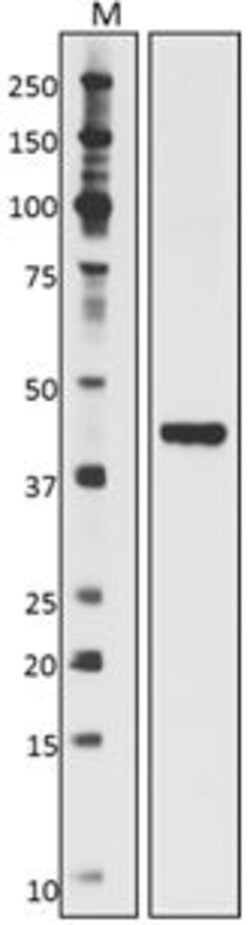 Biolegend Ultra-LEAF Purified anti-His Tag, Quantity: Each of 1