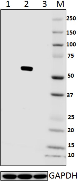 Biolegend Purified anti-IRF5, Quantity: Each of 1