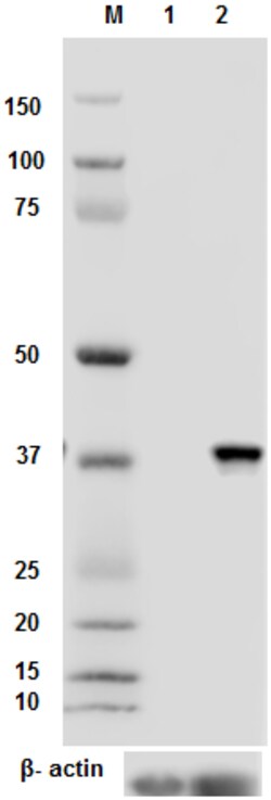Biolegend Purified anti-AIM2, Quantity: Each of 1