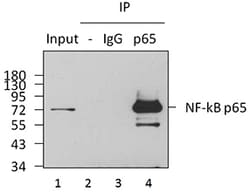 Biolegend Purified anti-NF-κB p65, Quantity: Each of 1