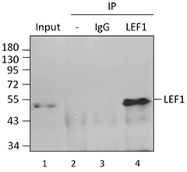 Biolegend Purified antiLEF1, Quantity Each of 1 Fisher Scientific