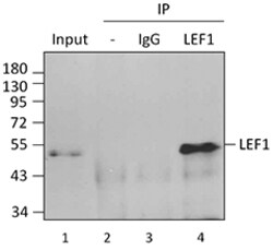 Biolegend Purified anti-LEF1, Quantity: Each of 1