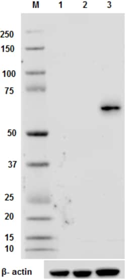 Biolegend Purified anti-mouse Aiolos, Quantity: Each of 1