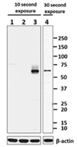 Biolegend Purified anti-mouse Ikaros, Quantity: Each of 1
