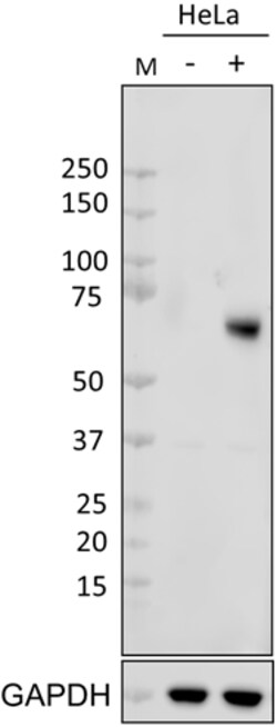 Biolegend Purified anti-Nur77, Quantity: Each of 1