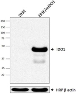 Biolegend Purified anti-IDO1, Quantity: Each of 1