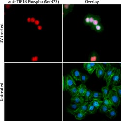 Biolegend Purified anti-TIF1β (KAP-1, TRIM28) Phospho (Ser473), Quantity: