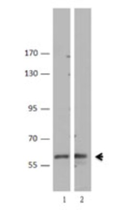 Biolegend Purified anti-TRAF6, Quantity: Each of 1