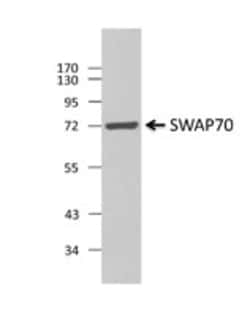 Biolegend Purified anti-SWAP70, Quantity: Each of 1