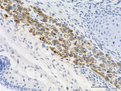 Biolegend Purified anti-Nestin, Quantity: Each of 1