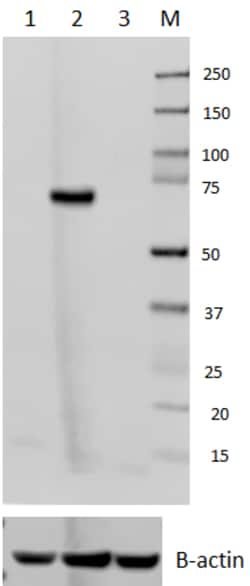 Biolegend Purified anti-c-REL, Quantity: Each of 1