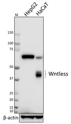 Biolegend Purified anti-Wntless (GPR177), Quantity: Each of 1