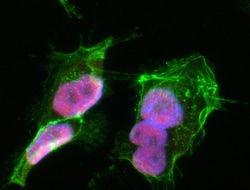 Biolegend Alexa Fluor 594 anti-SOX2, Quantity: Each of 1