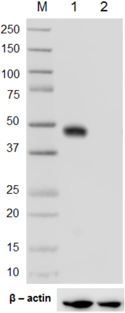 Biolegend Purified anti-IRF8, Quantity: Each of 1