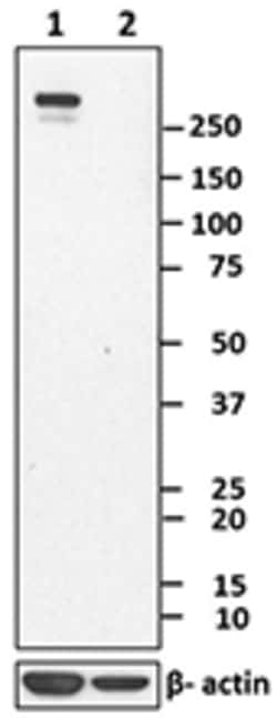 Biolegend Purified anti-Nestin, Quantity: Each of 1