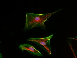 Biolegend Alexa Fluor 594 anti-Nestin, Quantity: Each of 1
