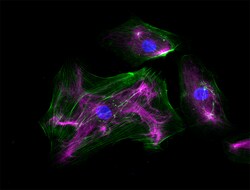 Biolegend Brilliant Violet 421 anti-Nestin, Quantity: Each of 1