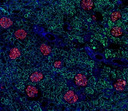 Biolegend Alexa Fluor 647 anti-Nestin, Quantity: Each of 1