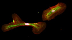 Biolegend Alexa Fluor 488 anti-Nestin, Quantity: Each of 1