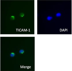 Biolegend Purified anti-TICAM-1 (TRIF), Quantity: Each of 1