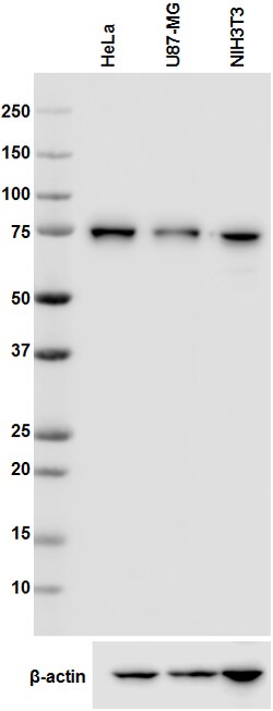 Biolegend Purified anti-DDX17 (p82), Quantity: Each of 1