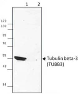 Biolegend Purified anti-Tubulin Beta 3 (TUBB3), Quantity: Each of 1