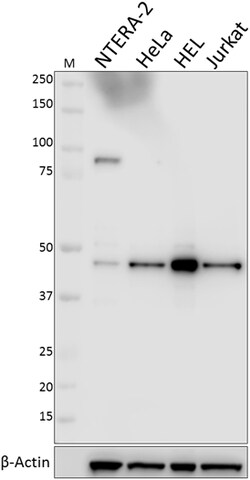 Biolegend Purified anti-IRF2, Quantity: Each of 1