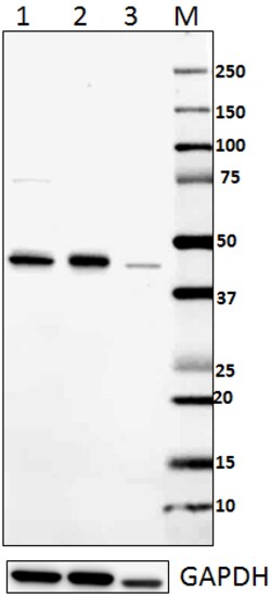 Biolegend Purified anti-IRF1, Quantity: Each of 1