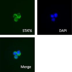 Biolegend Purified anti-STAT6, Quantity: Each of 1