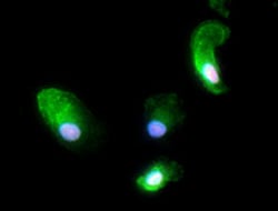Biolegend Alexa Fluor 594 anti-SPI1 (PU.1), Quantity: Each of 1