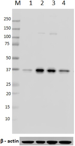 Biolegend Purified anti-PAX9, Quantity: Each of 1
