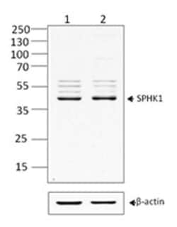 Biolegend Purified anti-SPHK1, Quantity: Each of 1