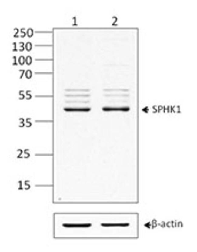 Biolegend Purified antiSPHK1, Quantity Each of 1 Fisher Scientific