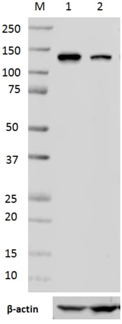 Biolegend Purified anti-NFATc2, Quantity: Each of 1