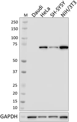 Biolegend Purified anti-DDX3X, Quantity: Each of 1