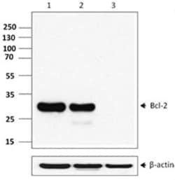 Biolegend Purified anti-Bcl-2, Quantity: Each of 1