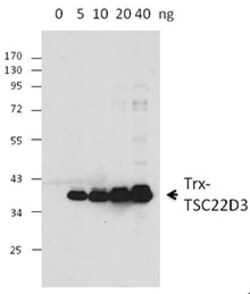 Biolegend Purified anti-Thioredoxin 1, Quantity: Each of 1