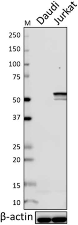 Biolegend Purified anti-TdT, Quantity: Each of 1