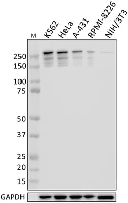 Biolegend Purified anti-mTOR, Quantity: Each of 1