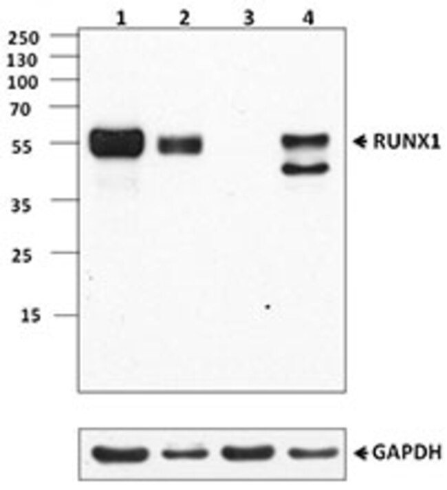 Biolegend Purified antiRUNX1, Quantity Each of 1 Fisher Scientific
