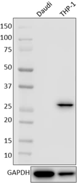 Biolegend Purified anti-TICAM-2 (TRAM), Quantity: Each of 1