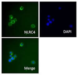 Biolegend Purified anti-NLRC4 (IPAF), Quantity: Each of 1