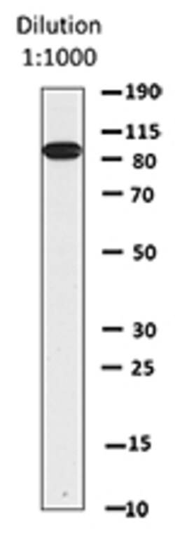 Biolegend Direct-Blot HRP anti-STAT5, Quantity: Each of 1