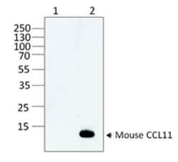 Biolegend Purified anti-CCL11 (Eotaxin), Quantity: Each of 1