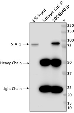 Biolegend Purified anti-STAT1, Quantity: Each of 1