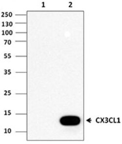 Biolegend Purified anti-CX3CL1 (Fractalkine), Quantity: Each of 1