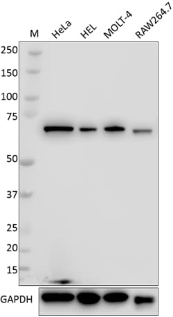 Biolegend Purified anti-DDX5, Quantity: Each of 1