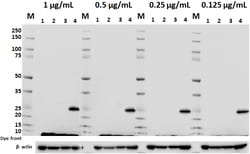 Biolegend Purified anti-NGAL (Lipocalin-2), Quantity: Each of 1