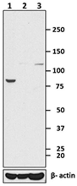 Biolegend Purified anti-Hsp90α, Quantity: Each of 1